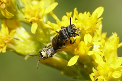 Protandrena andrenoides