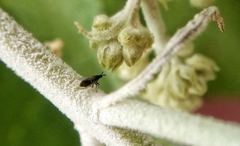 Scatopsidae