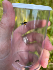 Protandrena andrenoides