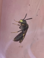 Protandrena andrenoides