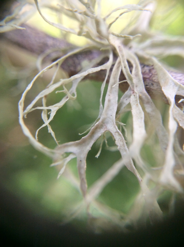 Farinose Cartilage Lichen