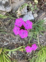 Dianthus balbisii