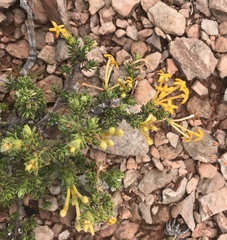 Lasiosiphon deserticola