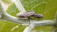 Graphocephala nigrifascia