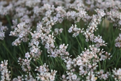 Acantholimon