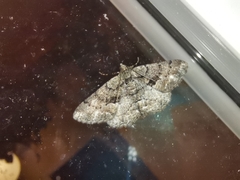 Peribatodes ilicaria