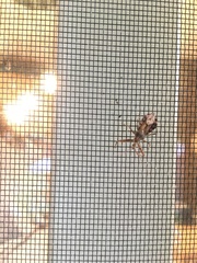 Acholla multispinosa