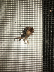 Acholla multispinosa