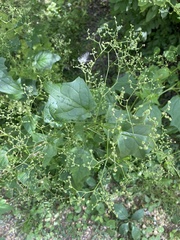 Chenopodiastrum simplex