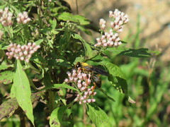 Sphex flavovestitus