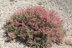 Pteropyrum olivierii