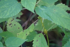 Neolasioptera boehmeriae