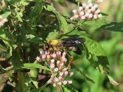 Sphex flavovestitus