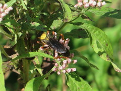 Sphex flavovestitus