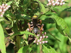 Sphex flavovestitus