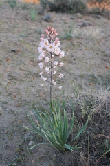 Eremurus persicus