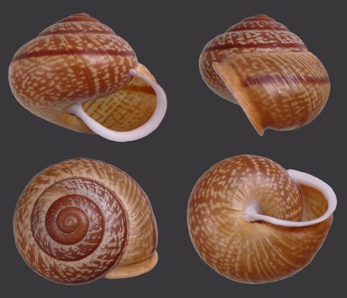 iNaturalist | (c) Tom Meijer, some rights reserved (CC BY-SA) Representative image of Arianta