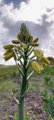 Albuca grandis