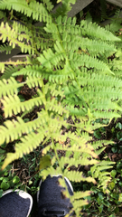 Dennstaedtia punctilobula