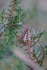 Araneus diadematus