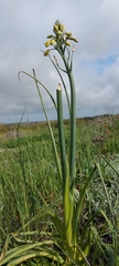 Albuca grandis