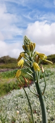 Albuca grandis