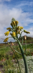 Albuca grandis