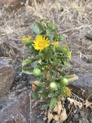 Grindelia subalpina