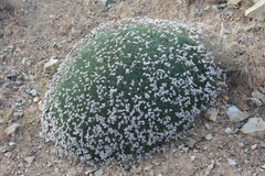 Acantholimon