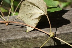 Ampelomyia vitispomum