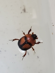 Bolbocerosoma farctum