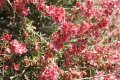 Pteropyrum olivierii