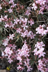 Acantholimon