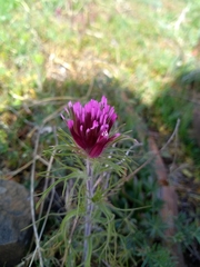 Castilleja exserta exserta