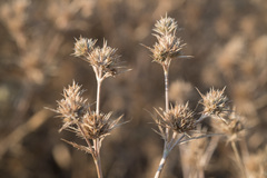 Eryngium petiolatum