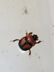 Bolbocerosoma farctum