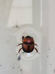 Bolbocerosoma farctum