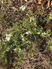 Stenaria nigricans