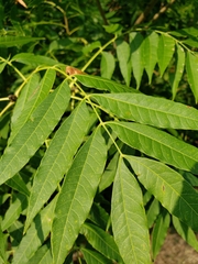 Pistacia chinensis