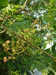 Pistacia chinensis