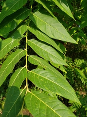 Ailanthus altissima