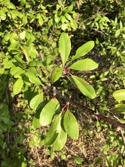 Sideroxylon lanuginosum