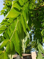 Ailanthus altissima