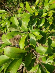 Sideroxylon lanuginosum