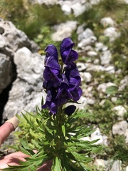Aconitum tauricum