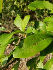 Sideroxylon lanuginosum