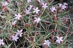 Acantholimon