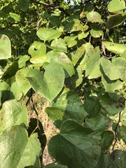 Cercis canadensis