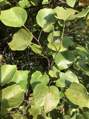 Cercis canadensis