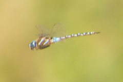 Rhionaeschna multicolor